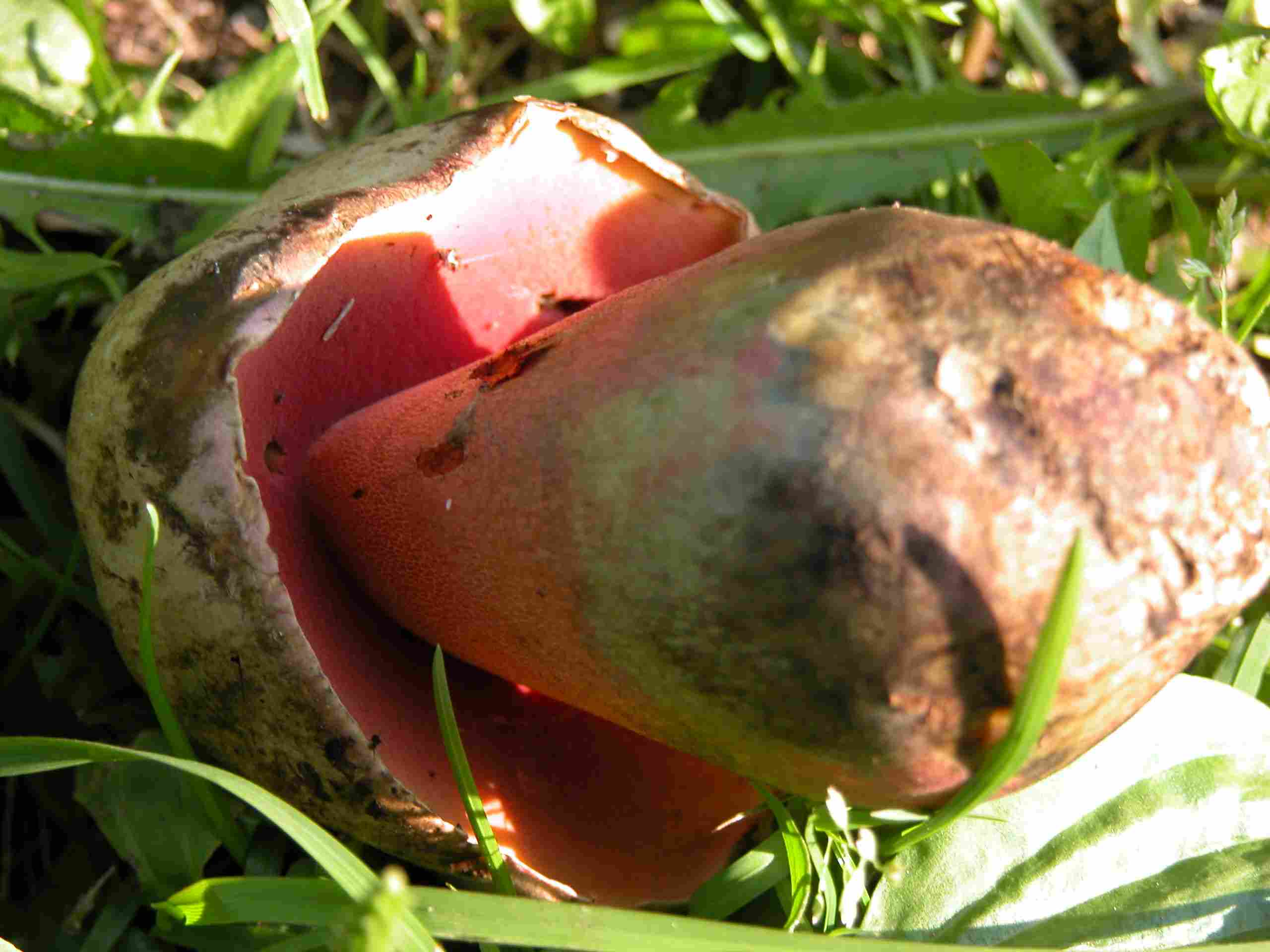 Boleto in ambiente misto faggi/abeti